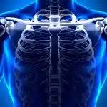 clavicules longues 1