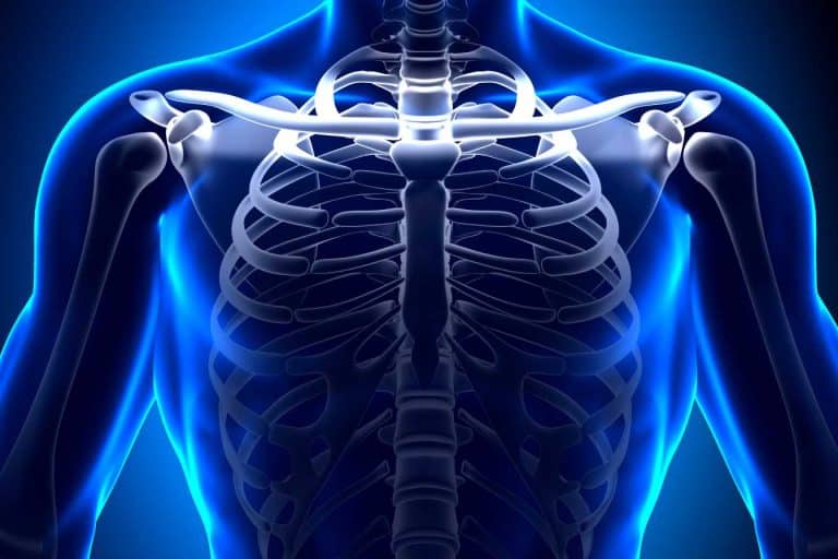 clavicules longues 1