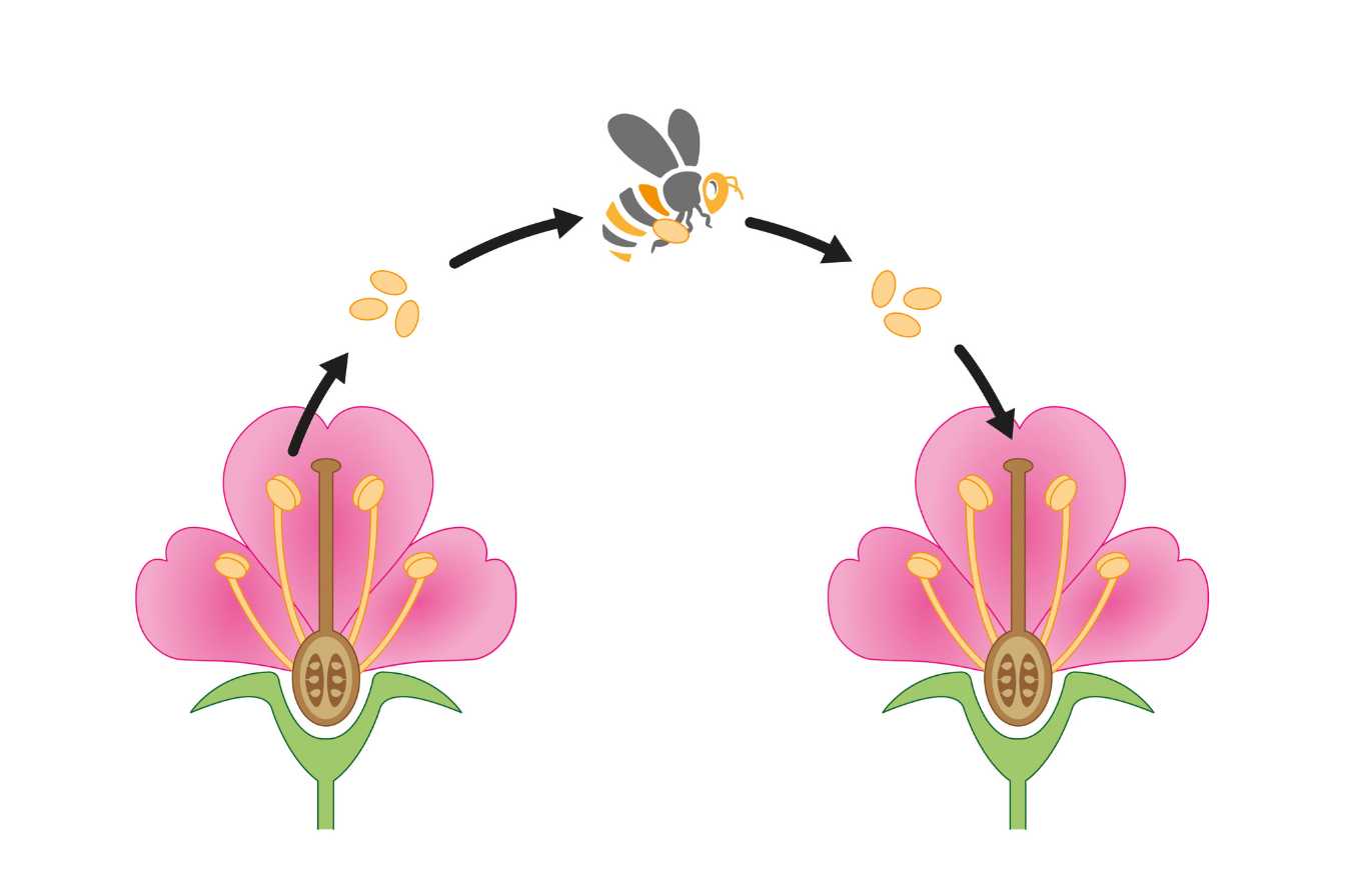 flore-intestinale-et-probiotiques-ce-que-votre-intestin-veut-vraiment-vous-dire-2