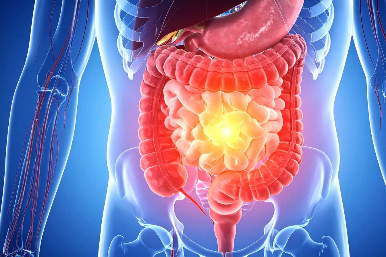 flore-intestinale-et-probiotiques-ce-que-votre-intestin-veut-vraiment-vous-dire-3