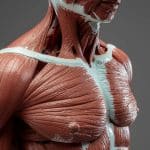 musculation des trapezes guide complet pour des epaules puissantes et massives 1