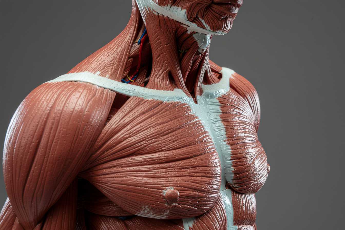musculation des trapezes guide complet pour des epaules puissantes et massives 1