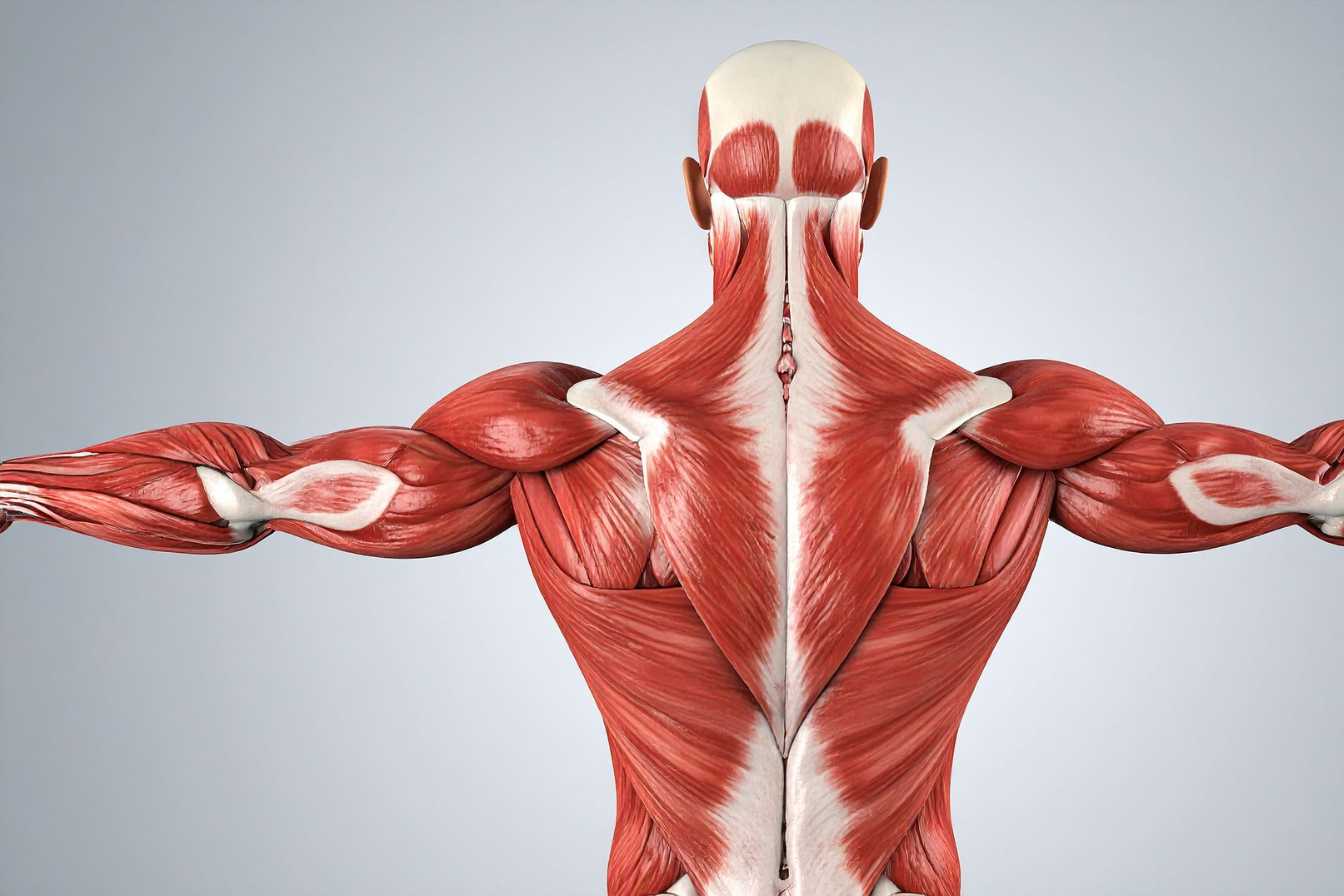 musculation-des-trapezes-guide-complet-pour-des-epaules-puissantes-et-massives-3