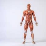 planete muscle le guide complet pour transformer votre corps 1