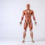 planete muscle le guide complet pour transformer votre corps 1
