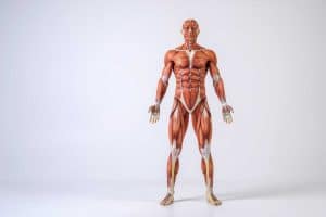 planete muscle le guide complet pour transformer votre corps 1