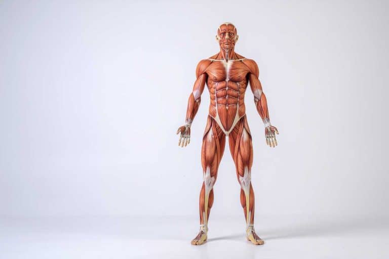 planete muscle le guide complet pour transformer votre corps 1