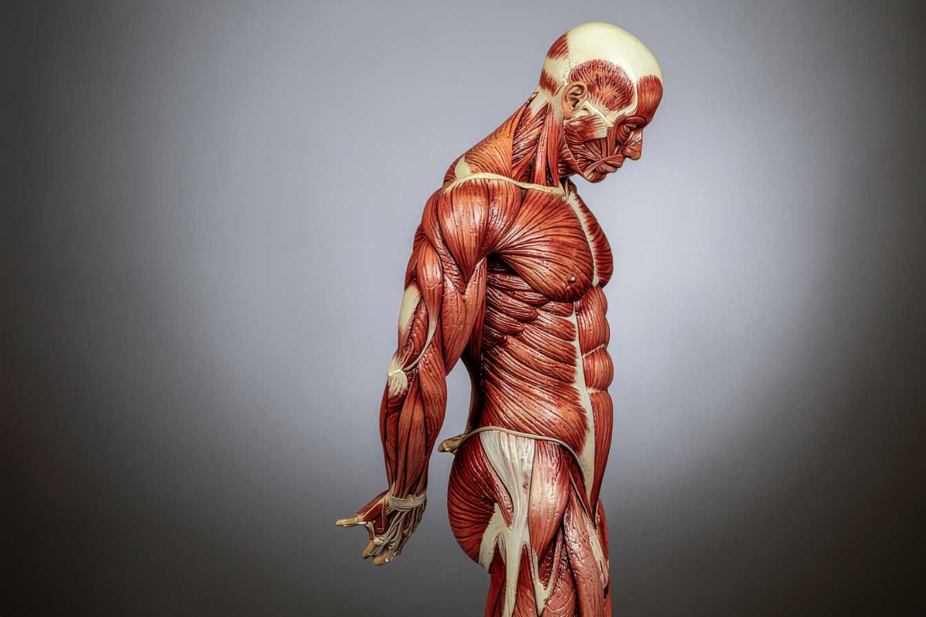 planete-muscle-le-guide-complet-pour-transformer-votre-corps-3